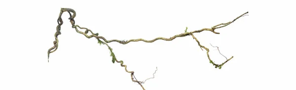 Спиральные Крученые Ветви Деревьев Джунглей Виноградная Лиана Растение Изолированы Белом Лицензионные Стоковые Изображения