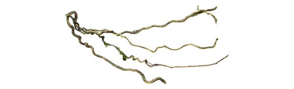 Спиральные Крученые Ветви Деревьев Джунглей Виноградная Лиана Растение Изолированы Белом Стоковое Изображение