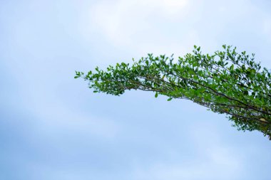Mavi gökyüzü ve beyaz bulutlu yeşil yaprak çerçeve, duvar kağıdı olarak kullanılabilir
