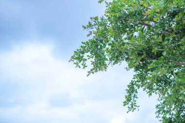 Mavi gökyüzü ve beyaz bulutlu yeşil yaprak çerçeve, duvar kağıdı olarak kullanılabilir