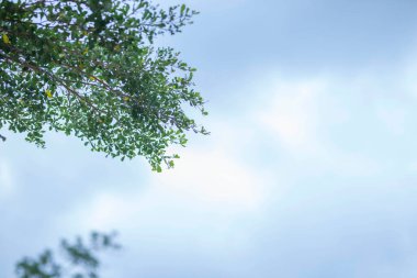 Mavi gökyüzü ve beyaz bulutlu yeşil yaprak çerçeve, duvar kağıdı olarak kullanılabilir