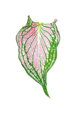Pembe yapraklı ve yeşil damarlı Caladium bicolor (Florida tatlım), beyaz arka planda izole edilmiş pembe Caladium yaprağı, kırpma yolu ile