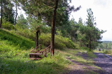 Yaz ortasında günbatımında çam ormanında sessiz çakıl yolu arka plan ve duvar kağıdı olarak kullanılabilir.