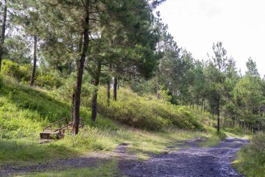 Yaz ortasında günbatımında çam ormanında sessiz çakıl yolu arka plan ve duvar kağıdı olarak kullanılabilir.