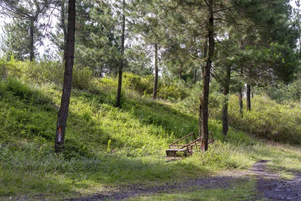 Csendes Kavicsos Keresztül Fenyves Erdőben Naplementekor Nyár Közepén Lehet Használni — Stock Fotó