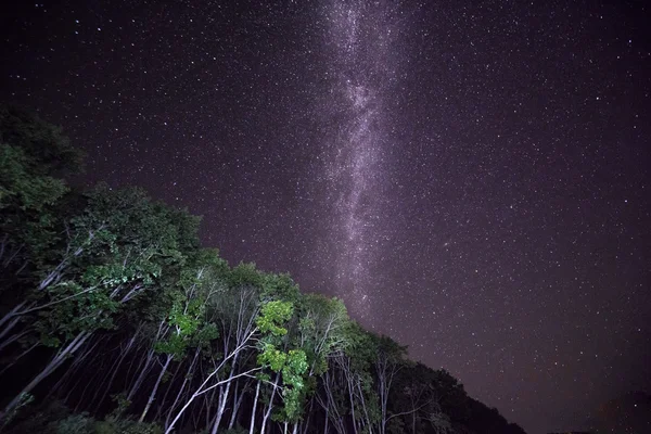 Milky τρόπο πάνω από το δάσος — Φωτογραφία Αρχείου