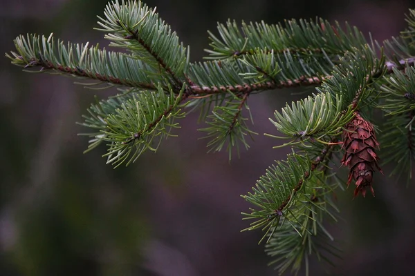 Pine branch — Stock Photo, Image