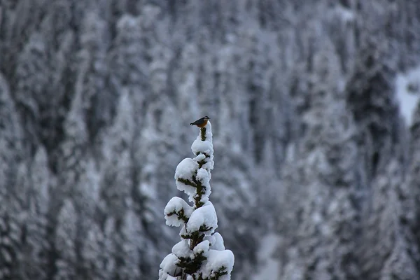 A little bird
