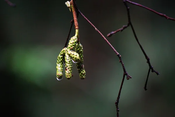 De schaduw van de lente — Stockfoto