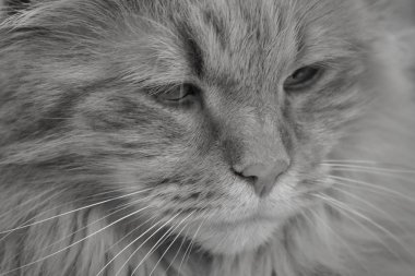 Siyah beyaz ciddi kedi