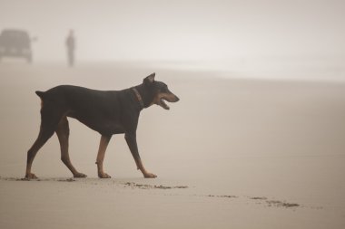 Sisli bir sahil üstünde köpek