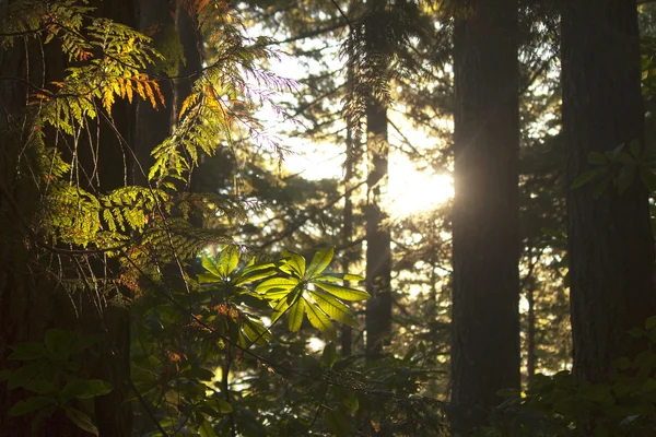 Sunshine in the forest — Stock Photo, Image