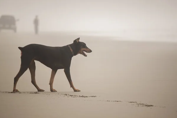 Sisli bir sahil üstünde köpek