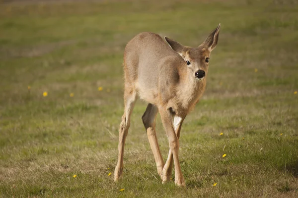 Baby deer fotografii de stoc fără drepturi de autor