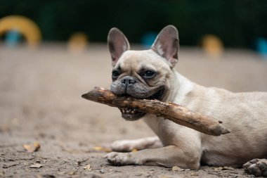Genç, sevimli Fransız bulldog parkta tahta sopayla oynuyor.