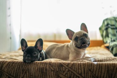 İki sevimli Fransız buldoğu ya da köpek yavrusu yatakta uzanıyor ya da dinleniyor.