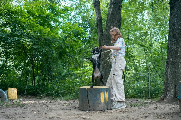 Çocuk parkta sopayla oynayıp buldog ya da köpek yavrusu eğitiyor.