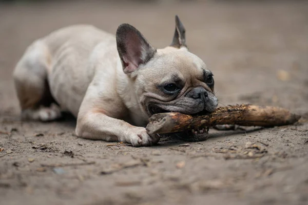 Genç, sevimli Fransız bulldog parkta tahta sopayla oynuyor.