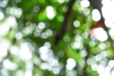 Doğa yeşili Bokeh - Soyut arkaplan.