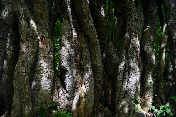 Grüner Alter Baum Mit Ästen Indainem Wald — Stockfoto