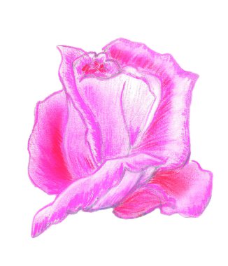Pembe gül suluboya elle boyanmış, beyaz arka planda izole edilmiş.