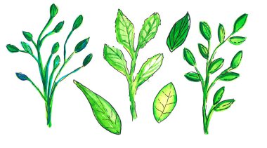 Beyaz izole bir arka planda yeşil yapraklı suluboya bir dal seti. Yeşil bir dal üzerinde düz stil, çizgi film tasarımı.