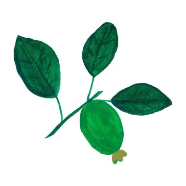 Yapraklı Feijoa meyvesi. Elle çizilmiş bir çizim. Tatlı egzotik Asyalı feijoa. Tropikal meyve kokteyli tarifi, meyve suyu tatlısı smoothie paketleme izole tasarım.