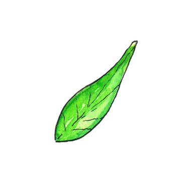 Suluboya yeşil yapraklar beyaz arkaplanda izole edildi. Düğün davetiyeleri ve posterleri için el çizimi illüstrasyonuName