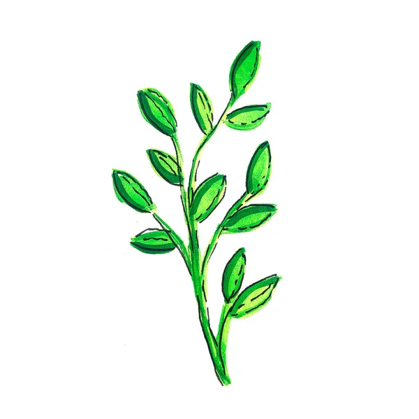 Acquerello Foglie Verdi Impostato Isolato Sfondo Bianco Illustrazione Disegnare Mano — Foto Stock