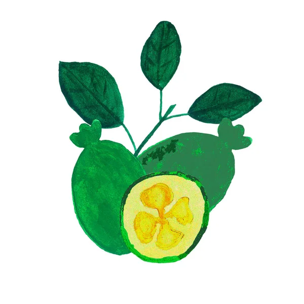 Feijoa frukt Skiss hand dras akvarell illustration. Söt exotisk asiatisk feijoa. — Stockfoto