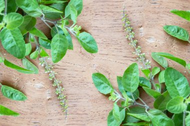 Ahşap arka planda kutsal fesleğen yaprağı otu