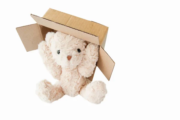 Oyuncak ayı karton kutu oynuyor. 