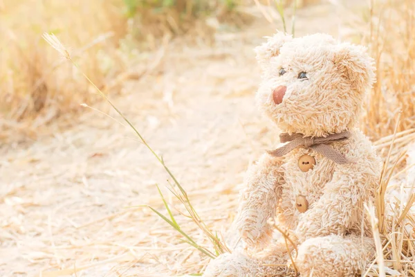 Teddy Beer Zit Met Zonneschijn Ochtend — Stockfoto