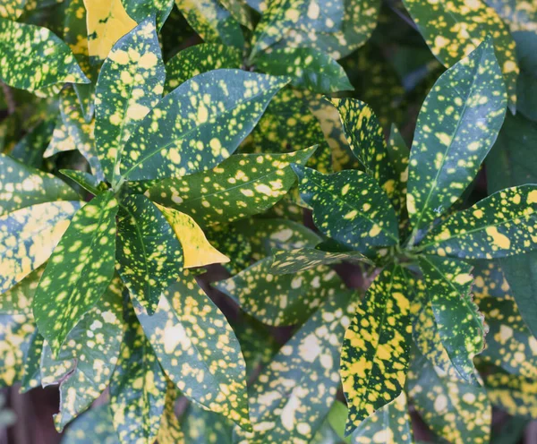 Groen Blad Tuin Codiaeum Varicgatum Boom Vierkante Kader — Stockfoto