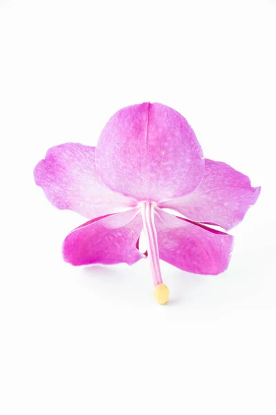 Vacker Lila Orkidé Blommor Vit Bakgrund — Stockfoto