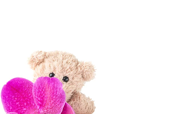 Joli Jouet Ours Peluche Est Assis Avec Des Orchidées Fraîches — Photo