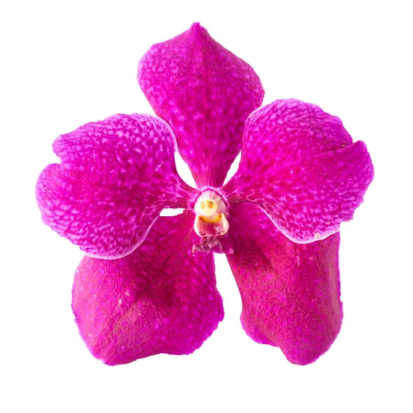 Belles Fleurs Orchidée Pourpre Sur Fond Blanc Focus Doux Flou — Photo