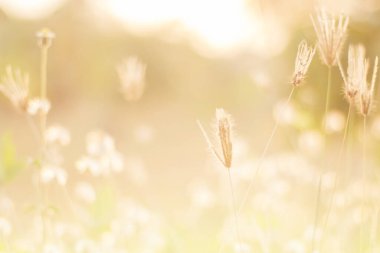Güneşli bir sabahın erken saatlerinde çayır çiçekleri. Klasik sonbahar manzarası, yumuşak ve bulanık odak fotoğrafı..