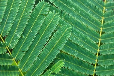 Acacia pennata 'nın dokusu, bahçemde Cha-om
