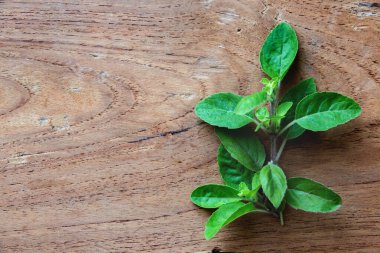 Ahşap arka planda kutsal fesleğen yaprağı otu