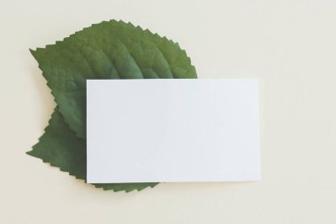 Pastel arkaplan üzerine beyaz kağıt kartın bir kopyası, pastel duvar kağıdı için yaratıcı tasarım.