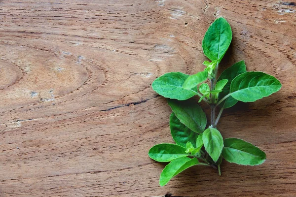 Ahşap arka planda kutsal fesleğen yaprağı otu