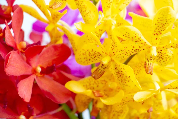 Textura Flor Colorida Orquídea Jardín Para Corazón Frescura — Foto de Stock