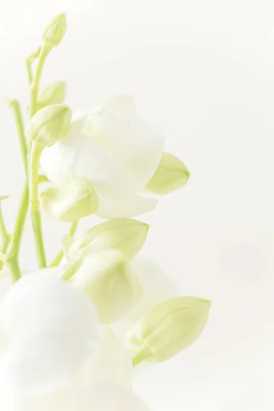 Weiße Orchidee Auf Weißem Hintergrund — Stockfoto
