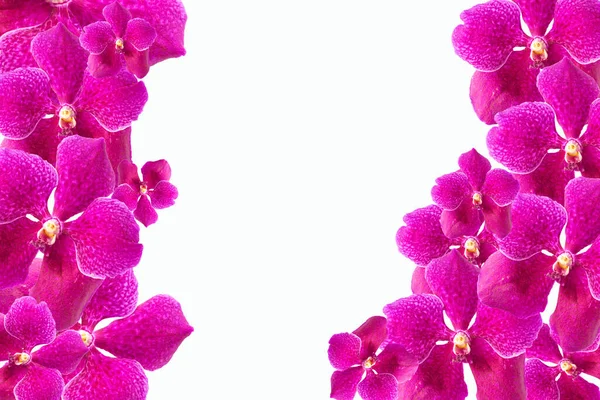 Hermosas Flores Orquídea Púrpura Sobre Fondo Blanco Enfoque Suave Borroso — Foto de Stock