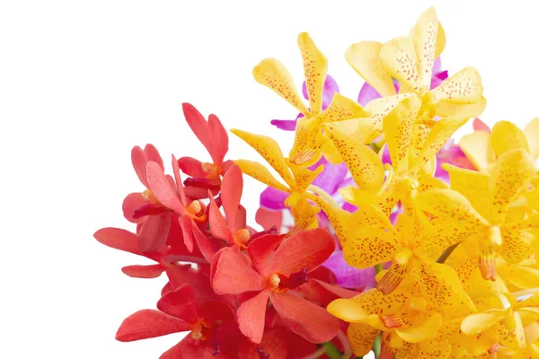 Textur Färgglada Orkidé Blomma Från Min Trädgård För Mitt Hjärta — Stockfoto