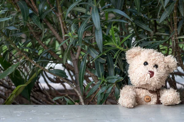 Teddy Beer Zit Het Park Goed Weer — Stockfoto