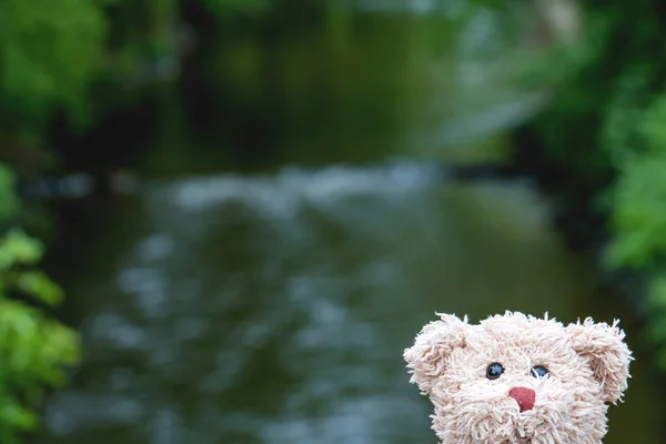 Oso Peluche Está Sentado Parque Buen Tiempo —  Fotos de Stock