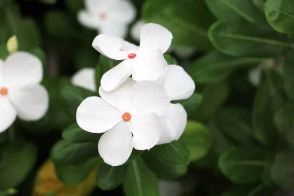 Beautiful White Catharanthus Flower Leaf Green Background — Stock Photo, Image