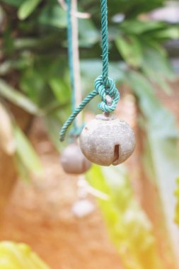 Ağaçta asılı bir ipe yaklaş.